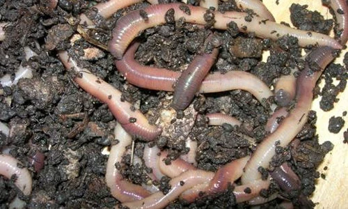 Top 5 động vật siêng năng nhất quả đất