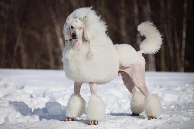 Khám phá bất ngờ về loài chó điệu đà nhất thế giới