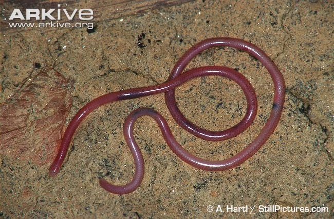 Tận mục loài rắn mù giống hệt giun