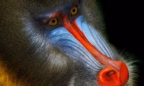 Độc đáo bộ ảnh cận cảnh về khỉ mặt chó