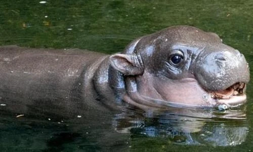 "Cute" lạc lối chú hà mã nấm lùn vừa chào đời tại vườn thú Sydney 