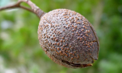 Những điều ít người biết về cây lát hoa ở Việt Nam