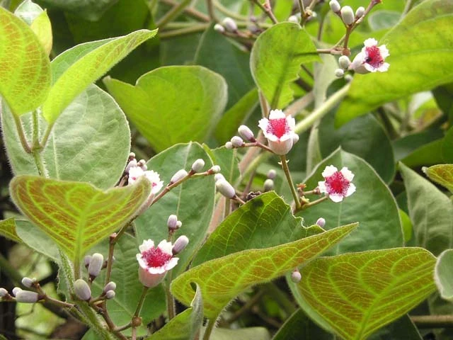 Lá mơ lông ăn kèm thứ này mới phát huy công năng chữa bệnh 