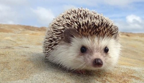 Những khám phá gây bất ngờ về loài nhím