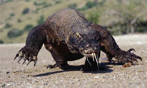 Khám phá gây sửng sốt về rồng Komodo