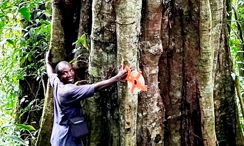 Kinh ngạc loài cây khổng lồ 3.000 năm tuổi, thọ ngang đất trời