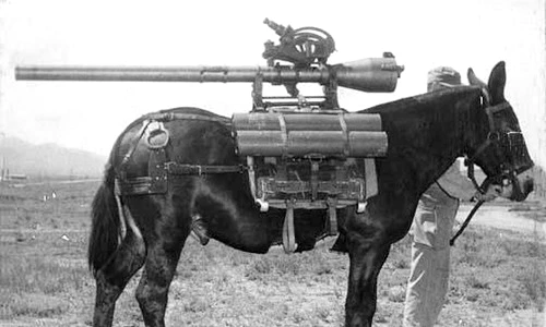 Top 3 động vật trở thành vũ khí quân sự đáng gờm nhất lịch sử 