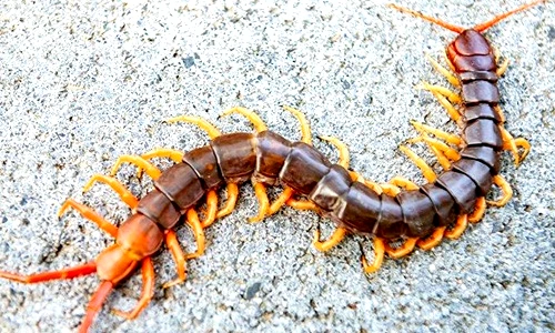 Sửng sốt động vật hơn 400 triệu năm tuổi tiến hóa nọc độc 5 lần