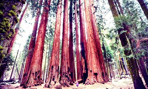 Top loài cây cao nhất thế giới, choáng ngợp số 2 