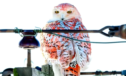 Xuất hiện "quái cú" lông cam đầy bí ẩn, chuyên gia bối rối vì...