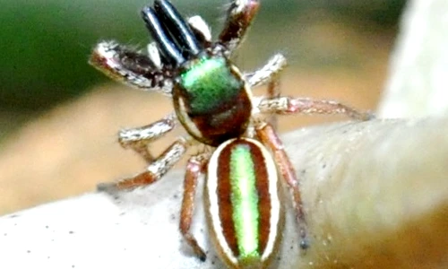 Chiêm ngưỡng loài nhện ăn chay có một không hai trên thế giới