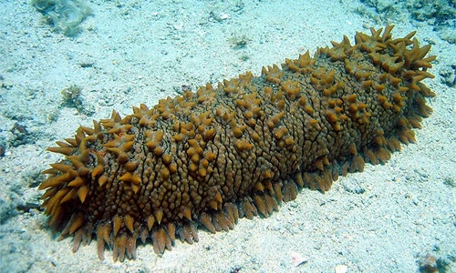 Bất ngờ trước sự thật về hải sâm