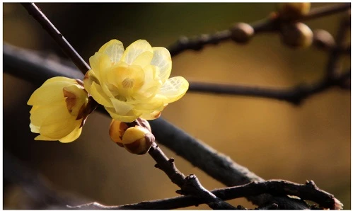 Sinh trúng 8 ngày âm lịch này, cả đời ăn chơi vẫn giàu nứt vách