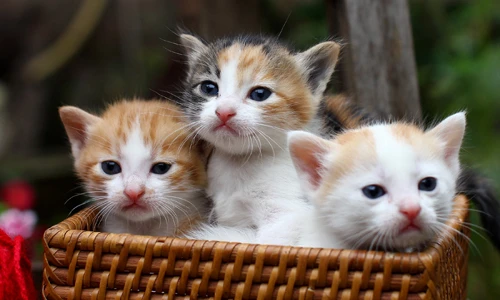 Những điều hay ho ít người biết về giống mèo tam thể