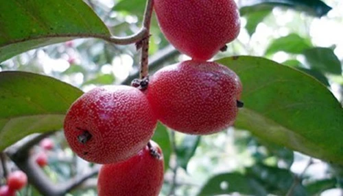 Bài thuốc quý chữa bệnh từ quả nhót không thể không biết