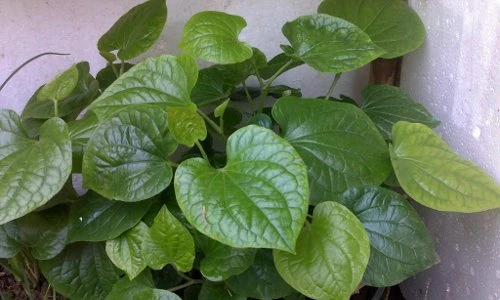 Sự thật ít người biết về lá lốt - Viagra của tự nhiên