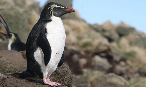 Khám phá gây choáng loài chim cánh cụt nhỏ nhất thế giới 