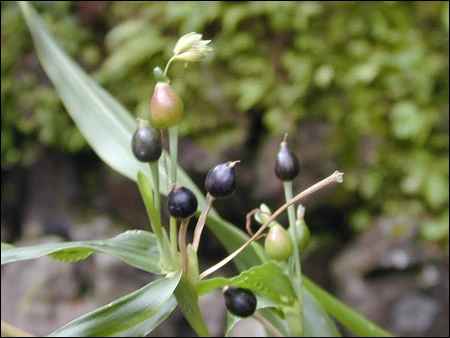 7 bài thuốc chữa bệnh trên cả tuyệt vời từ cây bo bo