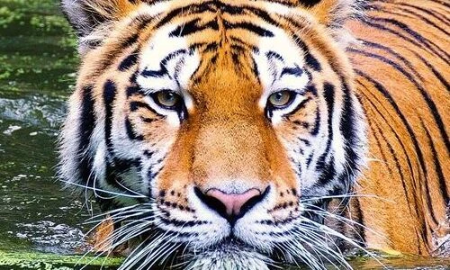 Loài hổ Bengal bị đe dọa sao nếu nước biển đột ngột dâng cao?