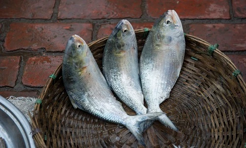 Loài cá có buồng trứng to bằng cổ tay người, có ở VN