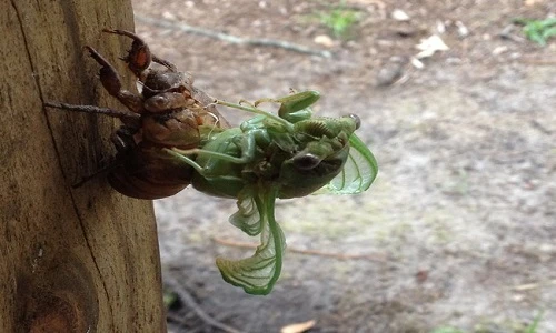 Ngắm ve sầu lột xác một cách ngoạn mục