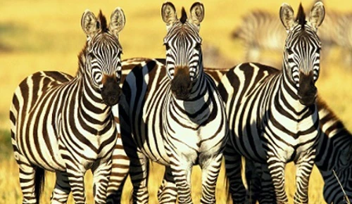 Khám phá cực thú vị về ngựa vằn ít ai ngờ tới