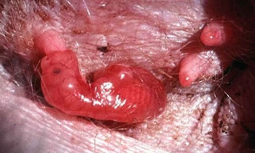 Hình ảnh khó tin bên trong túi kangaroo mẹ 