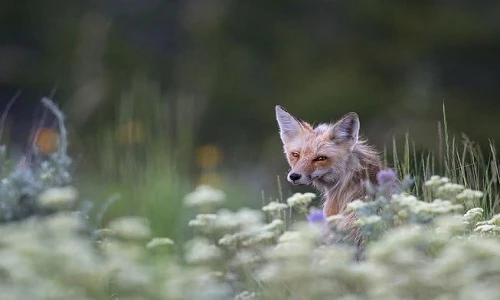 Ngắm bộ ảnh động vật hoang dã của nhiếp ảnh 13 tuổi