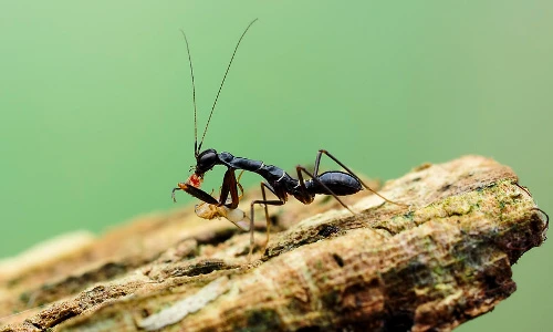 Loài vật “nửa kiến nửa bọ ngựa” cực dị của Việt Nam