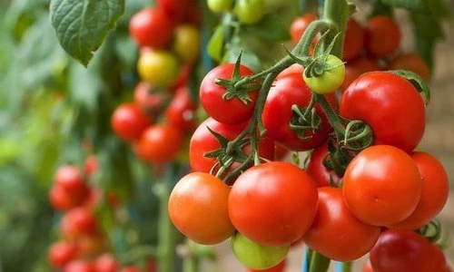 Đây là “kẻ thù không đội trời chung” với người đau dạ dày