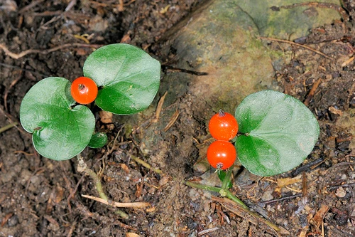 6 bài thuốc hay chữa nhiều bệnh từ 3 loại rau má