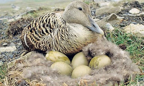 Loài vịt đặc biệt: Lông nhẹ như không trọng lượng