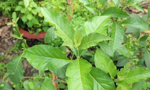 Bật mí thú vị về cây mật gấu