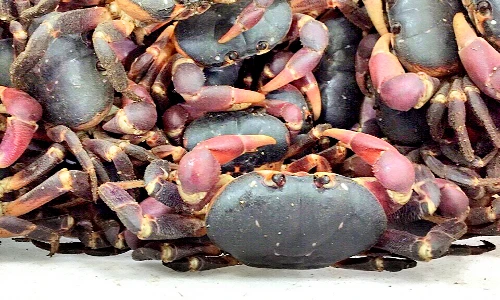 Loài cua sống trên rừng, “hot” của đảo Lý Sơn có gì thú vị?