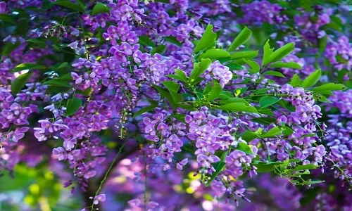 Điều bất ngờ về cây thàn mát nổi tiếng bán đảo Sơn Trà