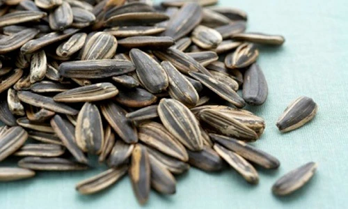 Sự thật thú vị ít người biết về hạt hướng dương