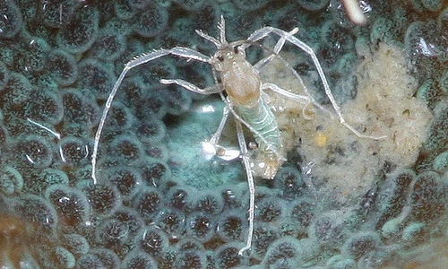 Khám phá gây choáng về loài muỗi không hút máu người