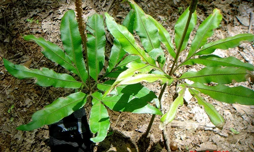 Điều ít người biết về cây sâm bòng bong của Việt Nam