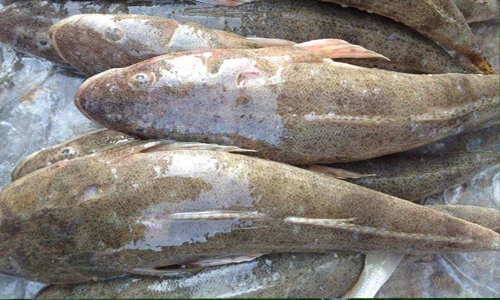 Khám phá ít người biết về cá chai xấu xí mà ngon