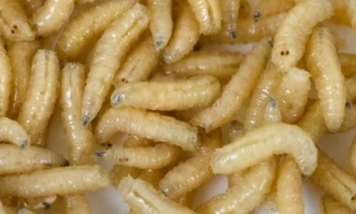 9 dị vật trong tai kinh hoàng nhất thế giới