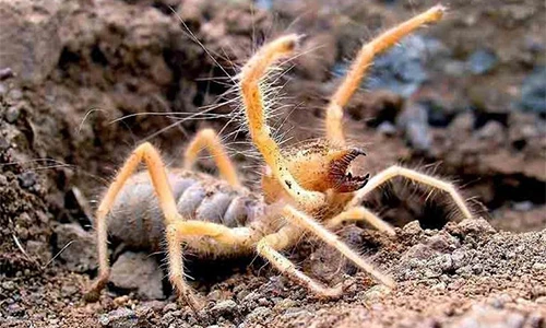 11 loài nhện nguy hiểm nhất hành tinh, chớ dại động vào (2)