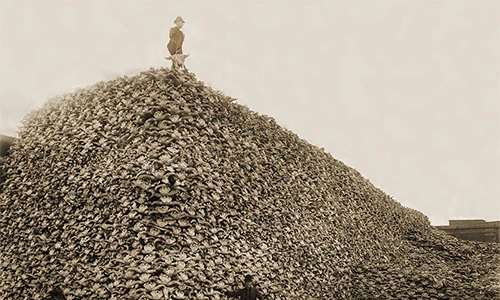 Cuộc tàn sát hàng triệu bò rừng Bison thảm khốc hơn 100 năm trước