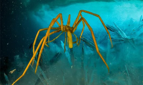 Giải mã: Tại sao sinh vật dưới biển sâu thường có kích thước khổng lồ?
