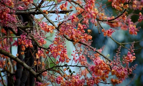 Khám phá bất ngờ cây ô môi quen thuộc với người miền Nam