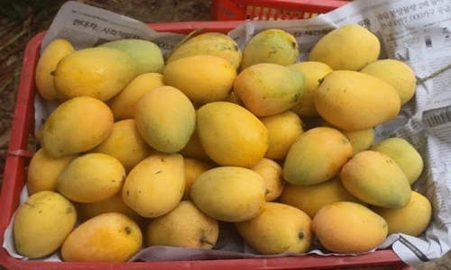 Không ngờ phần bỏ đi của quả xoài lại nhiều công dụng tốt đến vậy