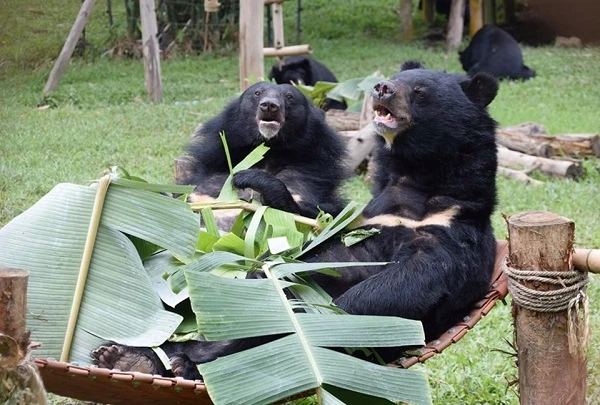 Những chú gấu Việt Nam được nuôi dưỡng thế nào sau cứu hộ?