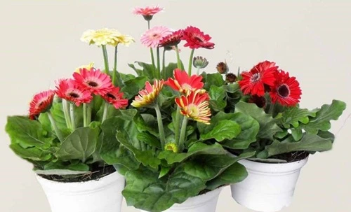 Bài thuốc chữa ho hiệu nghiệm từ cây hoa đồng tiền