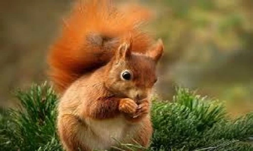 Những sự thật thú vị về loài sóc đáng yêu