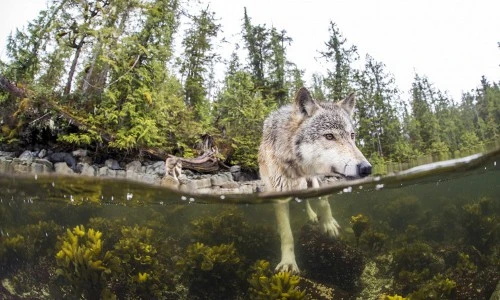 Thú vị loài sói biển bơi rất giỏi, chuyên ăn hải sản