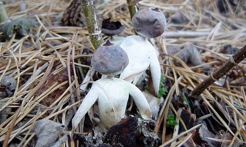 Bí ẩn về loài nấm độc có hình dạng giống hệt con người